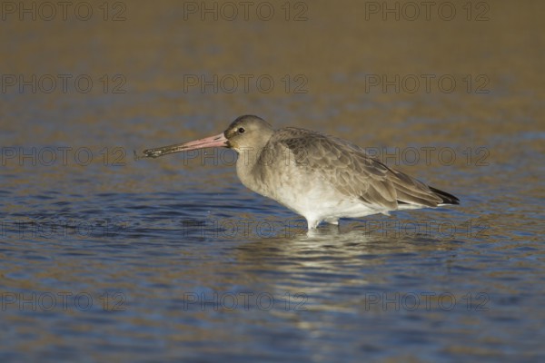 Black tailed godwit (Limosa limosa) adult wader bird in winter plumage feeding in a shallow lagoon, RSPB Titchwell nature reserve, Norfolk, England, United Kingdom