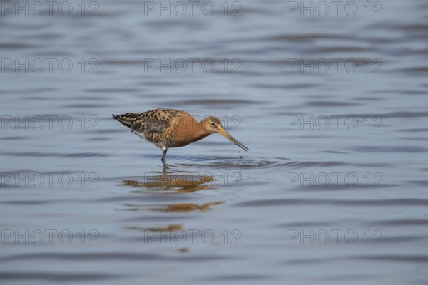 Black tailed godwit (Limosa limosa) adult wader bird in summer plumage feeding in a shallow lagoon, RSPB Titchwell nature reserve, Norfolk, England, United Kingdom