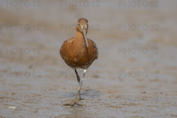 Black tailed godwit (Limosa limosa) adult male wader bird in summer plumage on a mudflat, Norfolk, England, United Kingdom