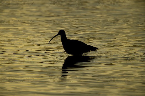 Eurasian curlew (Numenius arquata) adult bird feeding in a coastal lagoon silhouette at sunset, Norfolk, England, United Kingdom
