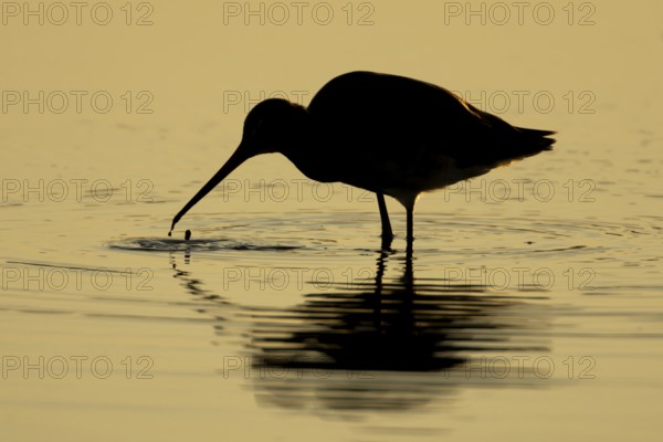 Black tailed godwit (Limosa limosa) adult wader bird feeding in a shallow lagoon silhouette at sunset, RSPB Minsmere nature reserve, Suffolk, England, United Kingdom