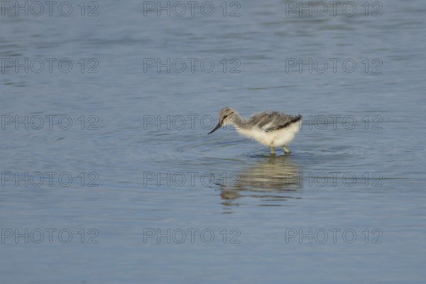 Pied avocet (Recurvirostra avosetta) juvenile baby bird feeding in a shallow lagoon in summer, RSPB Titchwell Marsh nature reserve, Norfolk, England, United Kingdom