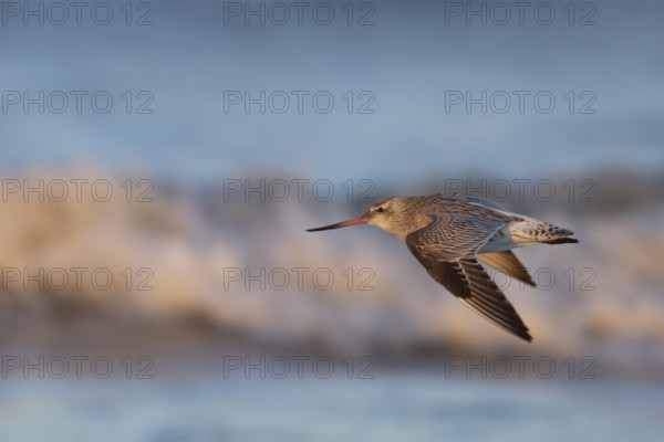Bar tailed godwit (Limosa lapponica) adult wading bird in winter plumage in flight, RSPB Titchwell marsh nature reserve, Norfolk, England, United Kingdom
