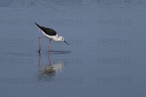 Black winged stilt (Himantopus himantopus) adult wader bird feeding in a shallow a lagoon, RSPB Titchwell nature reserve, Norfolk, England, United Kingdom