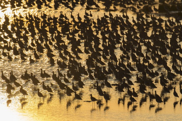Black tailed godwit (Limosa limosa) adult wading birds flocked together at hide tide in a shallow lagoon silhouette at sunset, RSPB Frampton marsh nature reserve, Lincolnshire, England, United Kingdom