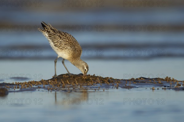 Bar tailed godwit (Limosa lapponica) adult wading bird in winter plumage feeding on a shoreline, Norfolk, England, United Kingdom