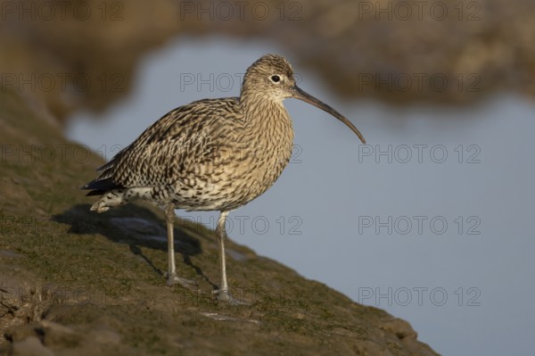 Eurasian curlew (Numenius arquata) adult bird on a mudflat, RSPB Titchwell nature reserve, Norfolk, England, United Kingdom