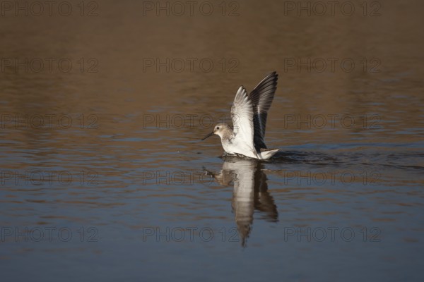 Dunlin (Calidris alpina) adult wader bird in a shallow lagoon, Norfolk, England, United Kingdom