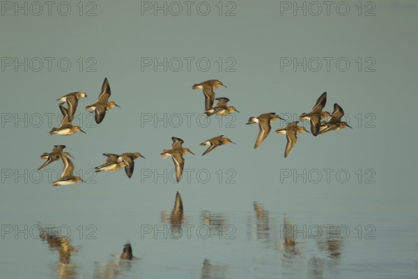 Dunlin (Calidris alpina) adult wader birds flying in a flock over a lagoon, RSPB Titchwell nature reserve, Norfolk, England, United Kingdom