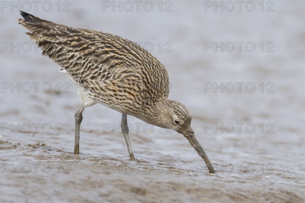 Eurasian curlew (Numenius arquata) adult wader bird feeding on a mudflat, Norfolk, England, United Kingdom