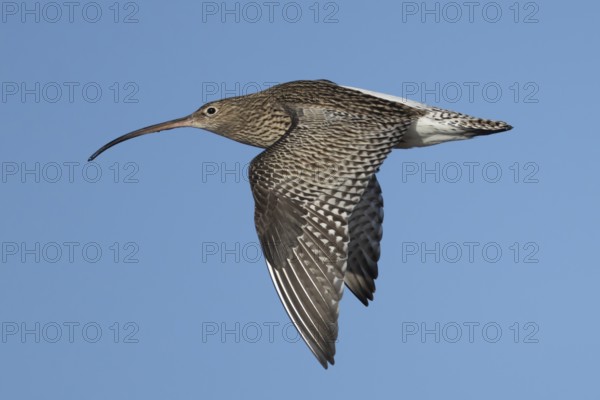Eurasian curlew (Numenius arquata) adult wader bird flying, Norfolk, England, United Kingdom