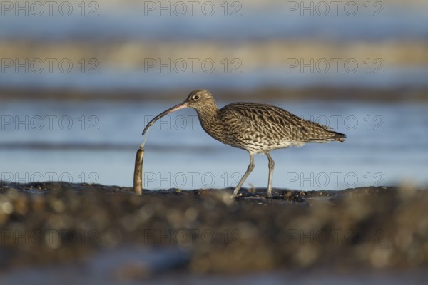 Eurasian curlew (Numenius arquata) adult wader bird feeding on a razorshell on a coastline, RSPB Titchwell nature reserve, Norfolk, England, United Kingdom