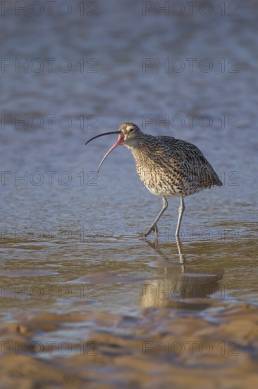 Eurasian curlew (Numenius arquata) adult bird calling in a coastal lagoon, Norfolk, England, United Kingdom