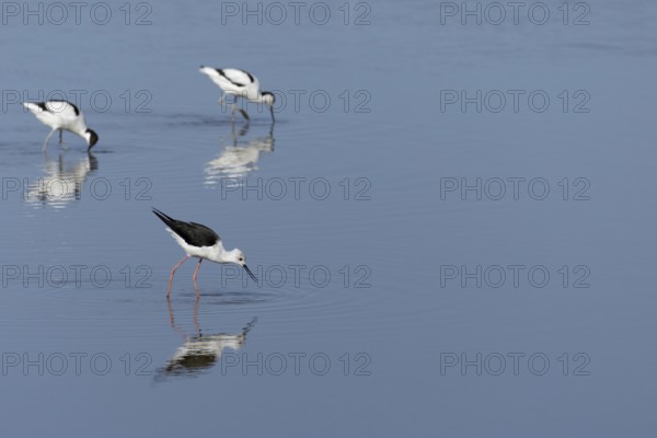 Black winged stilt (Himantopus himantopus) and two Avocet (Recurvirostra avosetta) adult wader birds feeding in a shallow lagoon, RSPB Titchwell nature reserve, Norfolk, England, United Kingdom