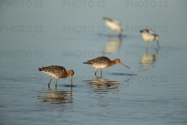 Black tailed godwit (Limosa limosa) two adult male wader birds feeding in a shallow lagoon, RSPB Titchwell nature reserve, Norfolk, England, United Kingdom