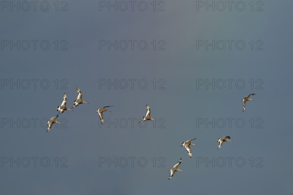 Black tailed godwit (Limosa limosa) adult wader birds in flight with a faint rainbow in the background, RSPB Frampton marsh nature reserve, Lincolnshire, England, United Kingdom