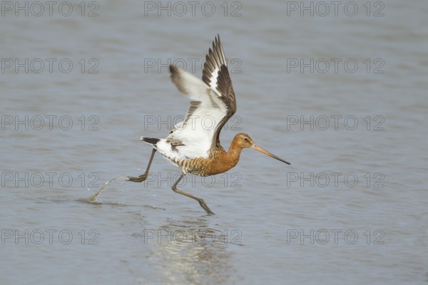 Black tailed godwit (Limosa limosa) adult wader bird in summer plumage in a shallow lagoon, RSPB Titchwell nature reserve, Norfolk, England, United Kingdom