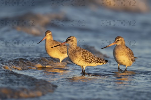Bar tailed godwit (Limosa lapponica) three adult wading birds in winter plumage in the surf of the sea, Norfolk, England, United Kingdom