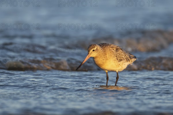 Bar tailed godwit (Limosa lapponica) adult wading bird in winter plumage in the surf of the sea, Norfolk, England, United Kingdom