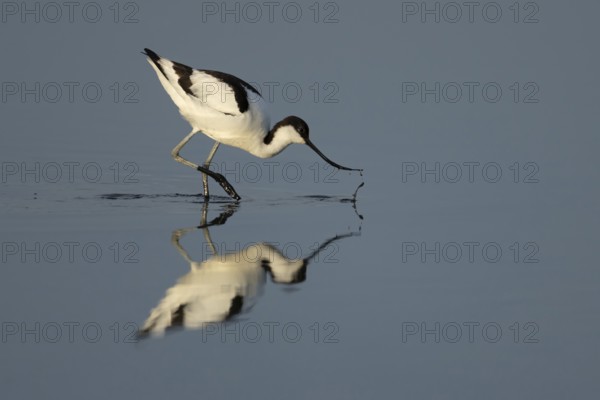 Pied avocet (Recurvirostra avosetta) adult wading bird feeding in a shallow lagoon in summer, RSPB Minsmere nature reserve, Suffolk, England, United Kingdom
