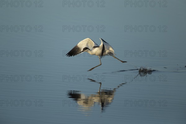 Pied avocet (Recurvirostra avosetta) adult wading bird running in a shallow lagoon in summer, RSPB Titchwell Marsh nature reserve, Norfolk, England, United Kingdom