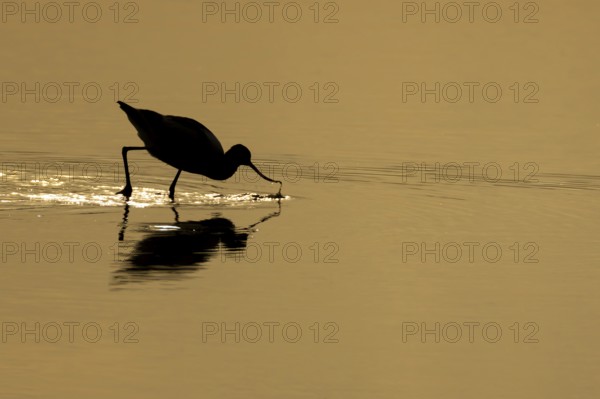 Pied avocet (Recurvirostra avosetta) adult wading bird feeding in a shallow lagoon silhouette at sunset in summer, RSPB Minsmere nature reserve, Suffolk, England, United Kingdom