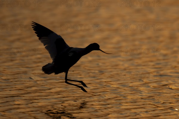 Pied avocet (Recurvirostra avosetta) adult wading bird in flight landing in a lagoon silhouette at sunset in summer, RSPB Minsmere nature reserve, Suffolk, England, United Kingdom