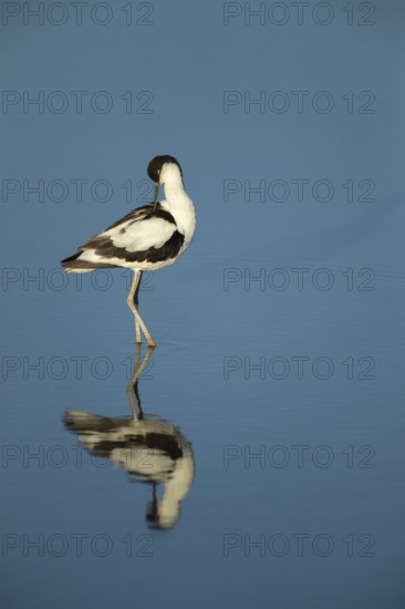 Pied avocet (Recurvirostra avosetta) adult wading bird preening in a shallow lagoon in summer, RSPB Titchwell nature reserve, Norfolk, England, United Kingdom