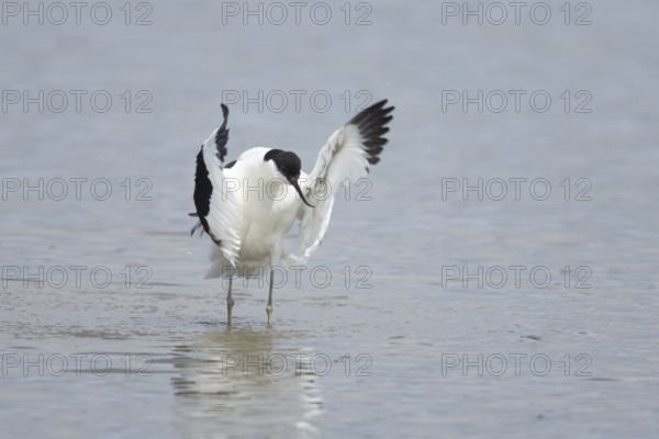 Pied avocet (Recurvirostra avosetta) adult wading bird flapping its wings in a shallow lagoon in summer, RSPB Minsmere nature reserve, Suffolk, England, United Kingdom