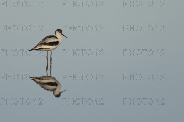 Pied avocet (Recurvirostra avosetta) adult wading bird in a shallow lagoon in summer, RSPB Titchwell Marsh nature reserve, Norfolk, England, United Kingdom