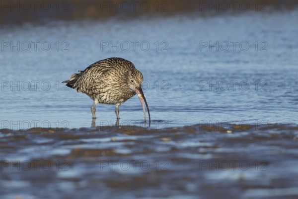 Eurasian curlew (Numenius arquata) adult bird feeding in a coastal lagoon, Norfolk, England, United Kingdom