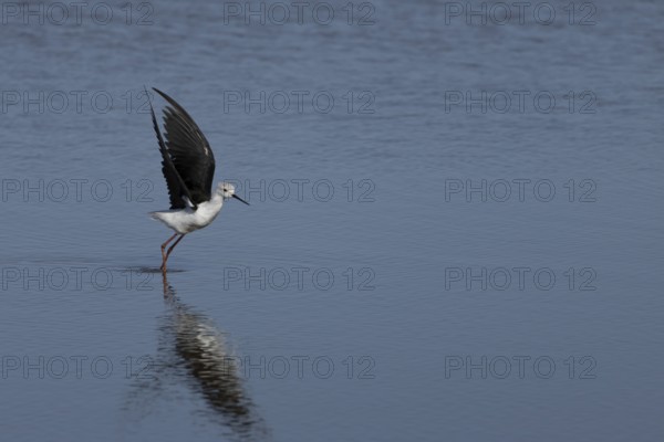 Black winged stilt (Himantopus himantopus) adult wader bird taking off in flight from a lagoon, RSPB Titchwell nature reserve, Norfolk, England, United Kingdom