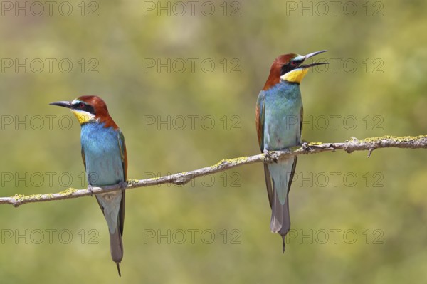 European bee-eater (Merops apiaster) two animals sitting on a branch covered with green lichen, pair of animals, Lake Neusiedl, Burgenland, Austria