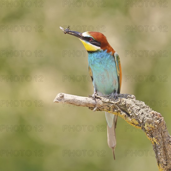 European bee-eater (Merops apiaster) sitting on an old branch with an insect as prey, Lake Neusiedl, Burgenland, Austria
