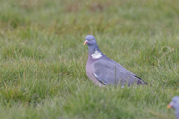Woodpigeon (Columba palumbus), in a meadow, Wilnsdorf, North Rhine-Westphalia, Germany