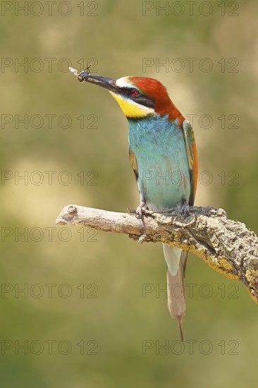 European bee-eater (Merops apiaster) sitting on an old branch with an insect as prey, Lake Neusiedl, Burgenland, Austria