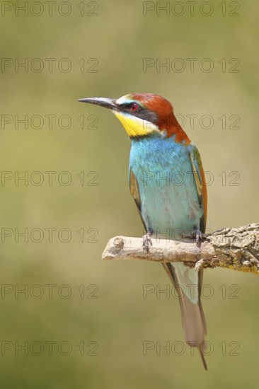 European bee-eater (Merops apiaster) sitting on a branch covered with green lichen, Lake Neusiedl, Burgenland, Austria