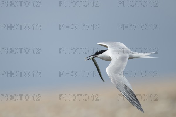 Sandwich tern (Thalasseus sandvicensis) adult bird in flight with a fish in its beak in summer, England, United Kingdom