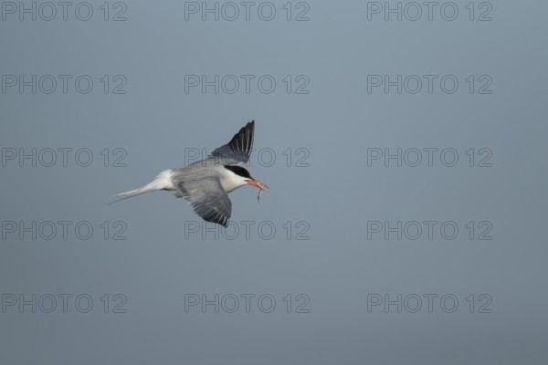 Common tern (Sterna hirundo) adult bird in flight with a fish for food in its beak in summer, Suffolk, England, United Kingdom