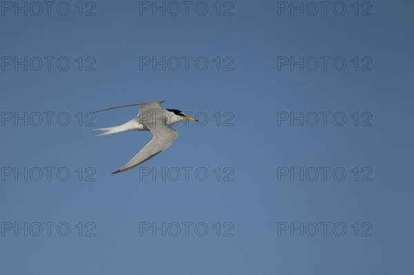 Little tern (Sternula albifrons) adult bird in flight in summer, Norfolk, England, United Kingdom