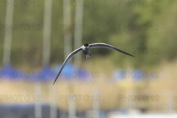 Common tern (Sterna hirundo) adult bird in flight over a lake, Suffolk, England, United Kingdom