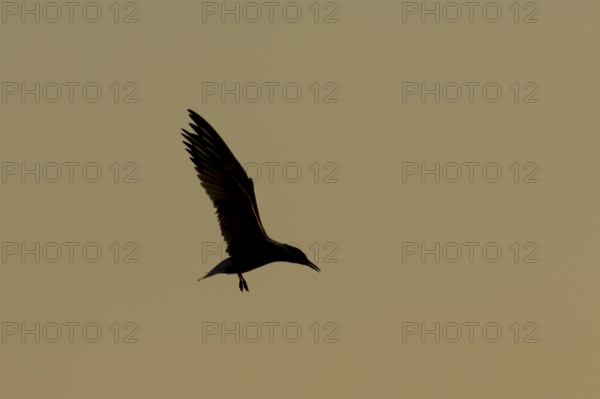 Common tern (Sterna hirundo) adult bird in flight silhouette at sunset, RSPB Minsmere nature reserve, Suffolk, England, United Kingdom
