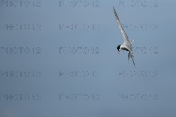 Common tern (Sterna hirundo) adult bird hovering in flight in summer, RSPB Minsmere nature reserve, Suffolk, England, United Kingdom