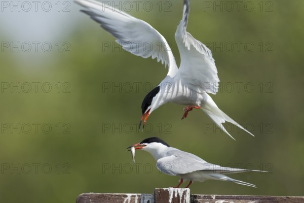 Common tern (Sterna hirundo) two adult birds with one passing a fish to the other during their courtship display in spring, England, United Kingdom