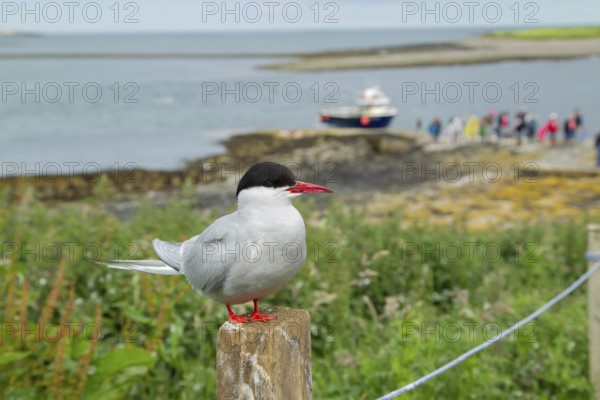Arctic tern (Sterna paradisaea) adult bird perched on a fence post next to a footpath with people in the background in summer, Farne islands, Northumberland, England, United Kingdom