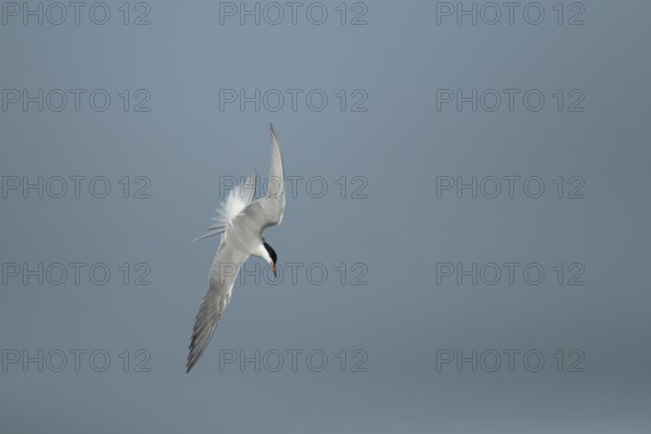 Common tern (Sterna hirundo) adult bird diving down in flight in summer, RSPB Minsmere nature reserve, Suffolk, England, United Kingdom