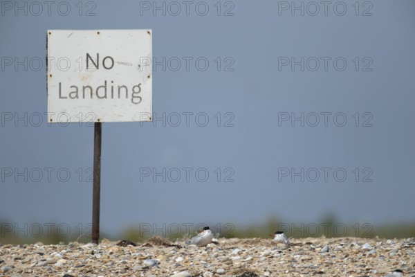 Common tern (Sterna hirundo) two adult birds on a shingle beach next to a sign in summer, Norfolk, England, United Kingdom