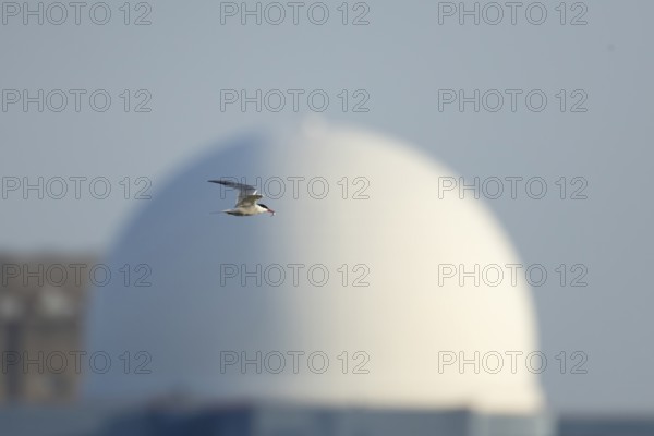 Common tern (Sterna hirundo) adult bird in flight with a fish in its beak with Sizewell B nuclear power station in the background in summer, RSPB Minsmere nature reserve, Suffolk, England, United Kingdom