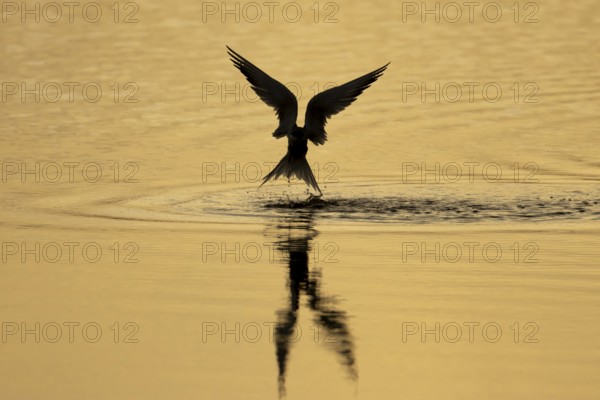 Common tern (Sterna hirundo) adult bird in flight taking off from water of a lagoon silhouette at sunset, RSPB Minsmere nature reserve, Suffolk, England, United Kingdom