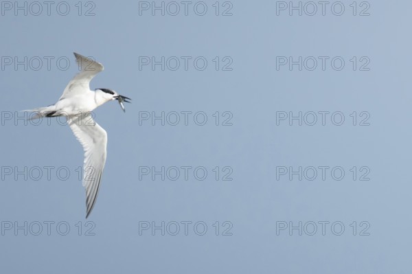 Sandwich tern (Thalasseus sandvicensis) adult bird with a fish in its beak in flight in summer, Suffolk, England, United Kingdom